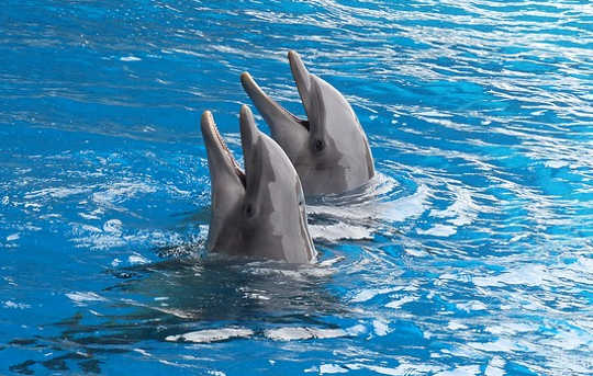 How Dolphins Learn To Work Together For Rewards