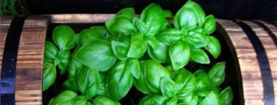 Sweet Basil - Everything You Need To Know