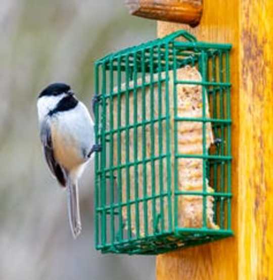 Here Are Some Tips For Feed Wild Birds The Right Way