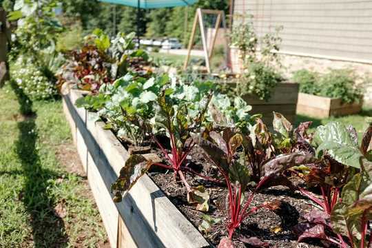It's A Great Time To Start A Vegetable Garden
