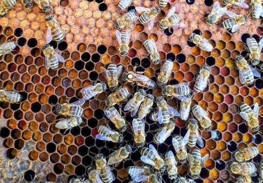 The first days of spring – brighter and warmer – are a biological trigger for female bees to wake up from hibernation and begin to build future colonies.