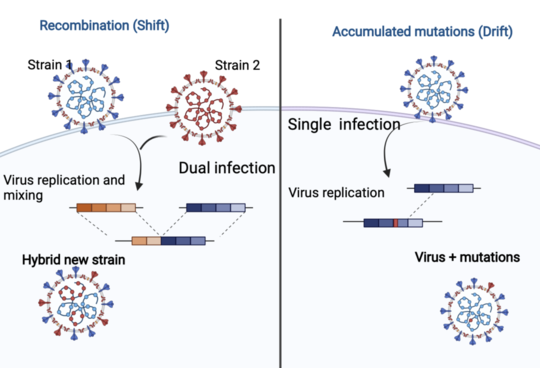 An infographic depicting recombination versus accumulated mutations.