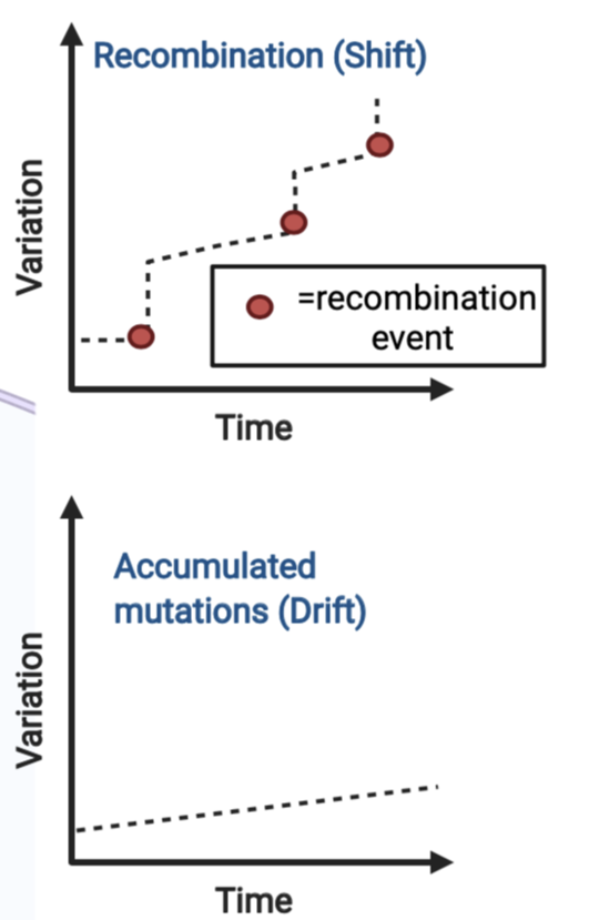 A graph depicting recombination versus accumulated mutations.