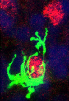 Immune Cells Regulate Brain Development