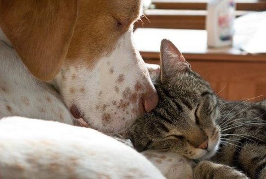 Can Dogs & Cats Live Together Peacefully & Happily?