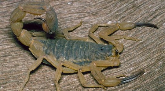 brazilian-yellow-scorpion