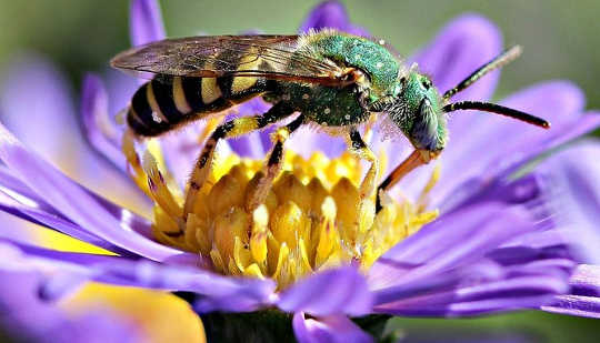 Why Losing Bees Will Sting More Than Just Our Taste For Honey