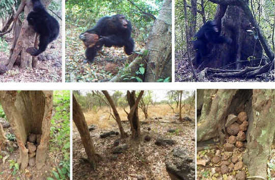 Mysterious Chimpanzee Behavior May Be Evidence Of 'Sacred' Rituals
