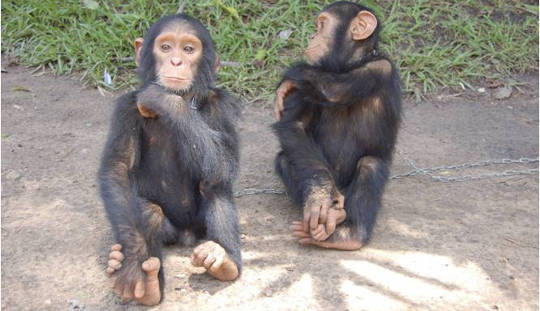 Watch Mom Teach Young Chimps To Use Tools