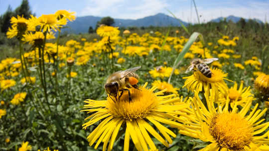 While Some Bees Are Workers And Others Born To Bee Free