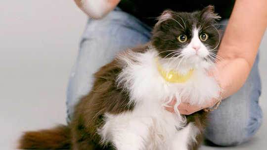 Could The Mystery Of The Meow Actually Be Solved By A New Talking Cat Collar?