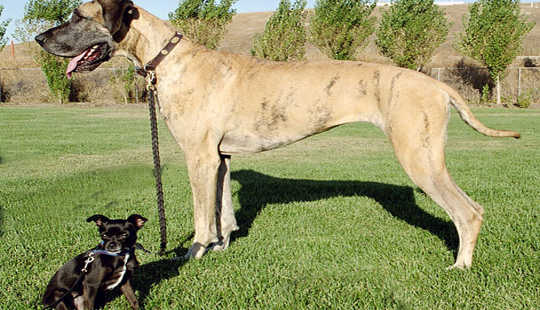 Great Dane, meet Chihuahua. You have lots in common. Ellen Levy Finch, CC BY-SA