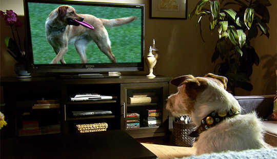 What Dogs See When They Watch Television