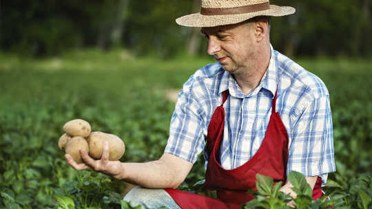 Can You Survive By Eating Nothing But Potatoes?