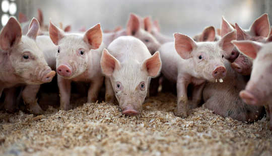 Sounding The Alarm About Antibiotics On Pig Farms