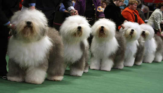 How Serious Is Inbreeding In Show Dogs?