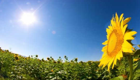What Makes Sunflowers Face The Sun?