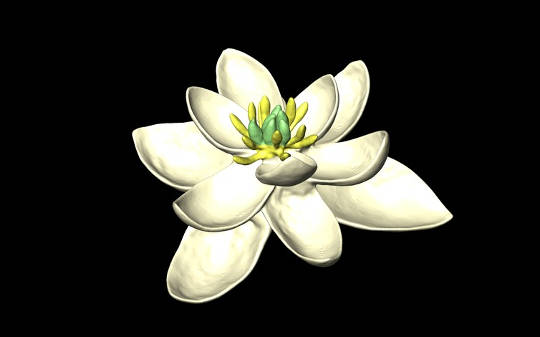 The First Ever Flower From 140m Years Ago, Looked Like A Magnolia