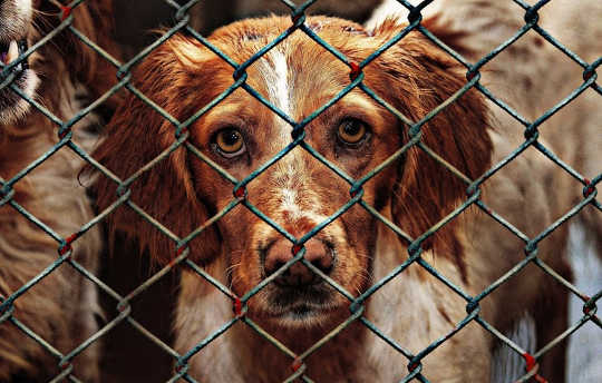 Puppy Farmed Dogs Show Worse Behavior, Suffer Ill Health And Die Young -- So Adopt, Don't Shop
