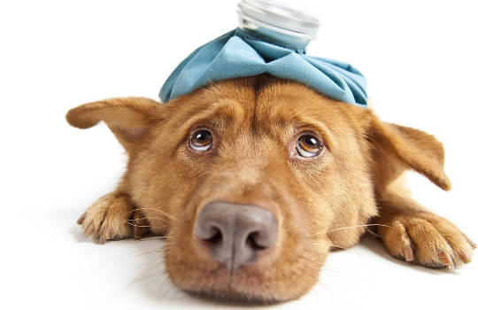More Cats And Dogs Are Suffering From Chronic Health Conditions Too