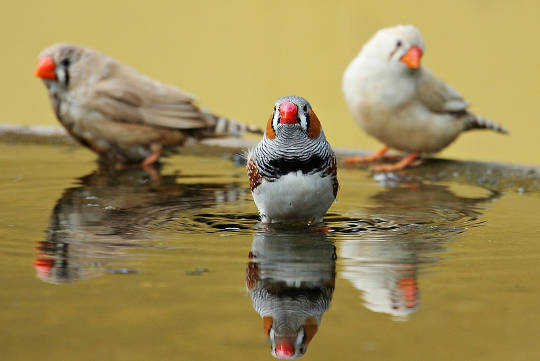 http://maxpixel.freegreatpicture.com/Zebra-Finch-Birds-Water-Bottle-Red-Red-Beak-Bill-1440055