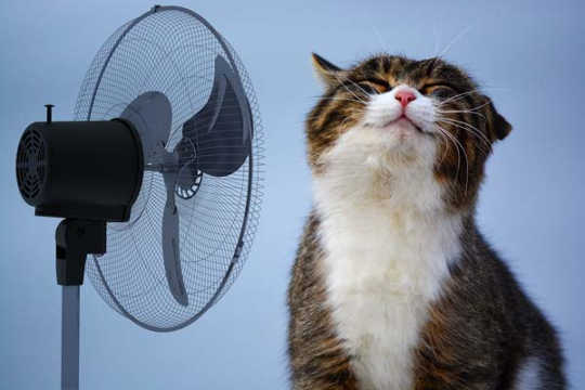 How To Keep Your Pets Cool Without Blowing Your Energy Bill