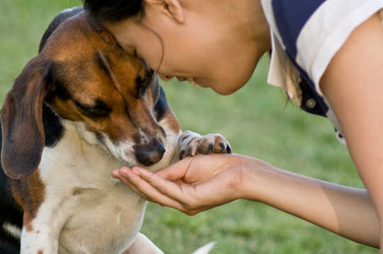 How To Feed Your Pet With The Environment And Sustainability In Mind