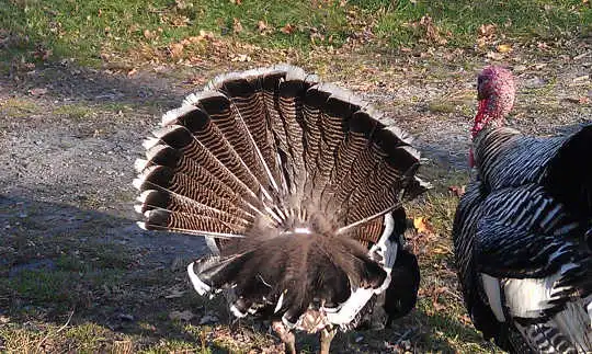 turkey tails 11 14