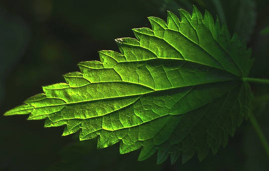 Compound From Stinging Nettles Activates Reusable Cancer Treatment
