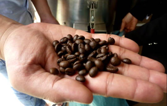 How Used Coffee Beans Can Help Your Health