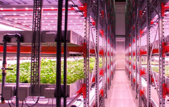 How Urban Farmers Are Learning To Grow Food Without Soil Or Natural Light