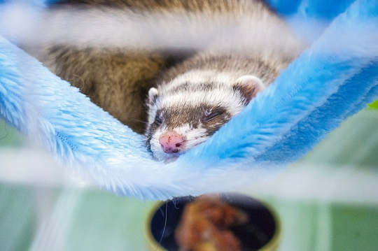 Animals, Even Ferrets, Are Natural Healers