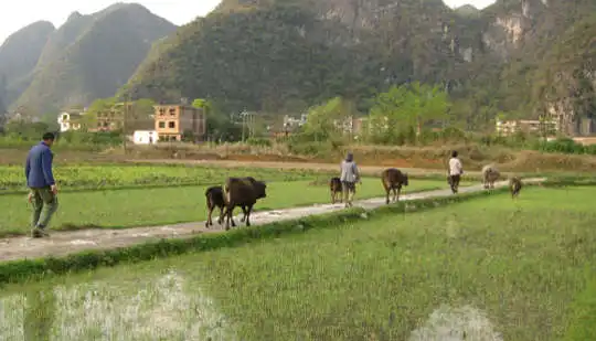 Another Problem With China's Coal Is Mercury In Rice