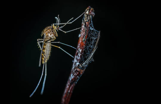 Why Your Summer Might Be Full Of Mosquitoes