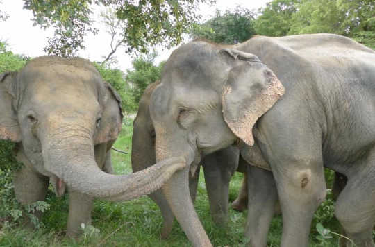 Crying Elephants And Giggling Rats – Animals Have Feelings, Too