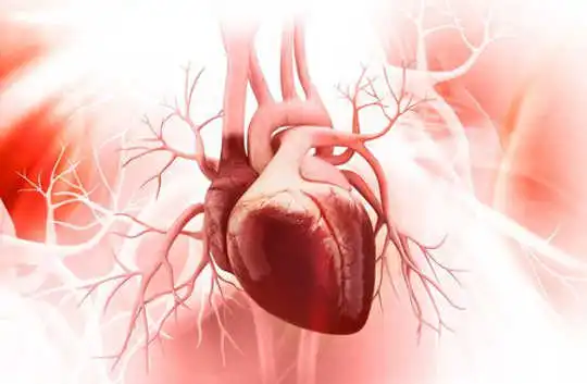 Why Blood Vessels Are The Key To Building A Strong Heart