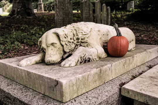 Why You Shouldn't Bury Your Pet In The Backyard