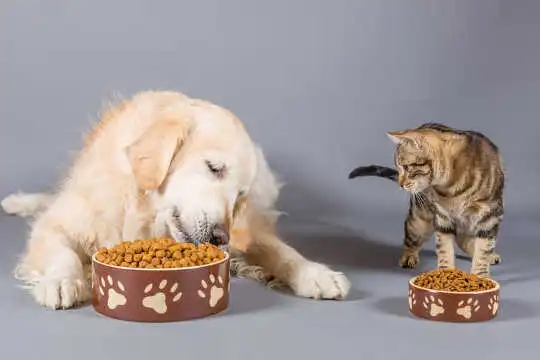 Insect Protein: Dish Of The Day For Your Environmentally Friendly Pet