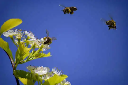 What Smart Bees Can Teach Humans About Collective Intelligence