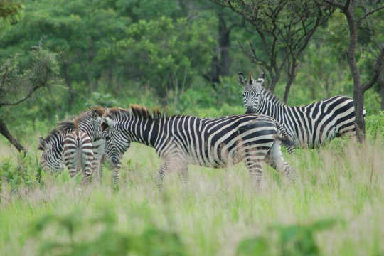 Why Zebra's Stripes Are A No Fly Zone For Flies