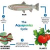 Aquaponics: Growing Your Own Food (Fish & Vegetables) in Your Back Yard or Basement