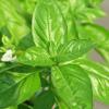 Sweet Basil: Everything You Need To Know