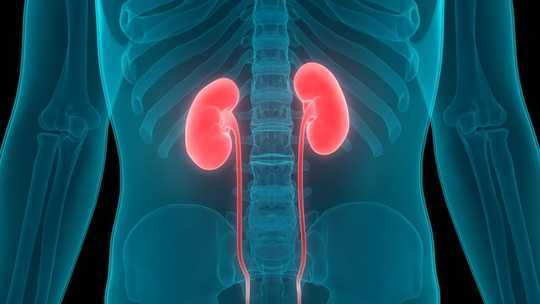 What Is Chronic Kidney Disease And Why Are One In Three At Risk Of This Silent Killer?