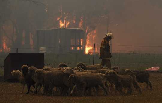 How Wildfire Smoke AfHow Wildfire Smoke Affects Pets And Other Animals