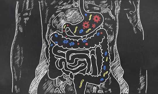 Gut Microbes Can Be Picky Eaters – Here's Why It Matters
