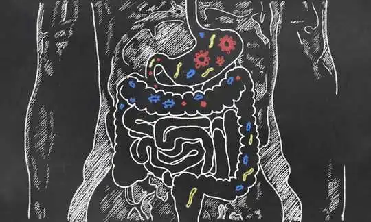 Gut Microbes Can Be Picky Eaters – Here's Why It Matters