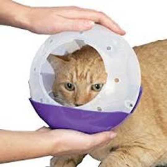 Are Cat Muzzles Cruel Or Useful?