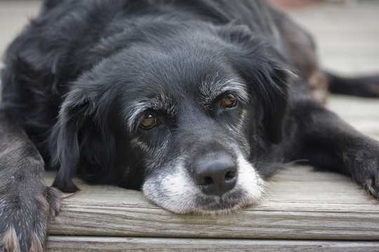 Are Dog Years For Real? An Explanation Of Calculating Canine Age