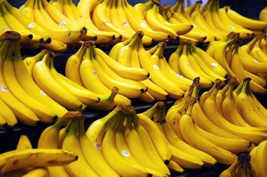 The Quest To Save The Banana From Extinction