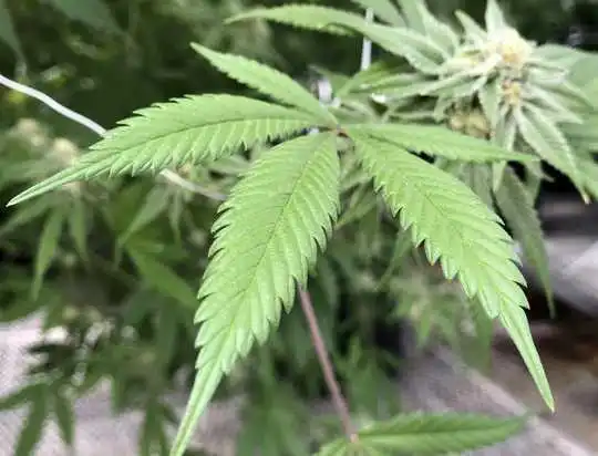 How Misinformation About CBD Can Be Life-Threatening